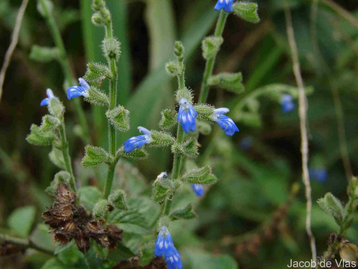 Salvia misella Kunth